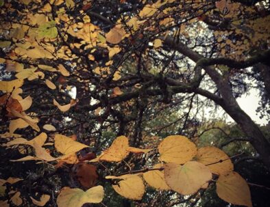 Westonbirt_16