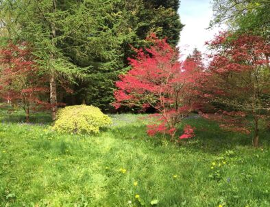 Westonbirt_18